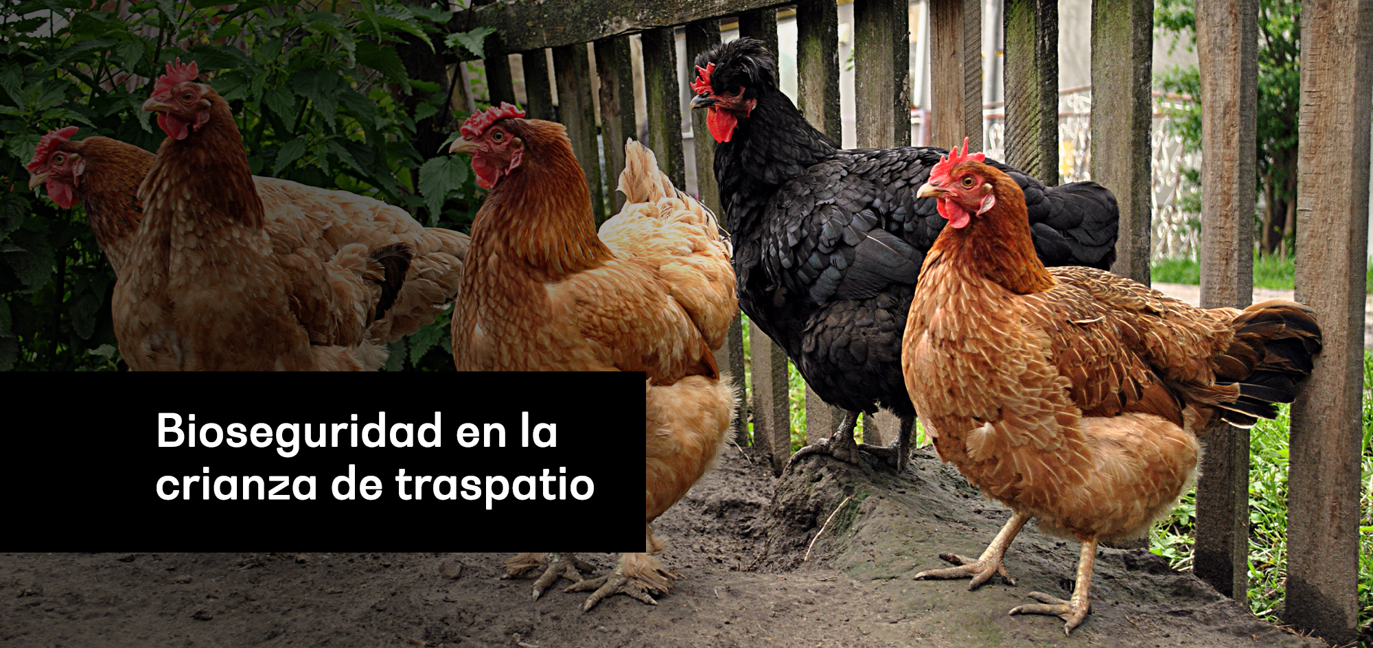 Bioseguridad En La Crianza De Traspatio Agrovet Blog