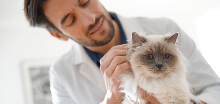 ¿Por qué la profesión veterinaria es imprescindible para la sociedad actual?