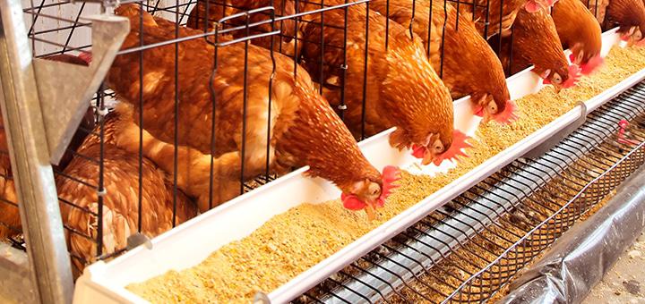 Estrategias para una alimentación eficiente en la industria avícola