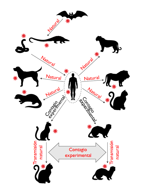 animales-susceptibles-covid