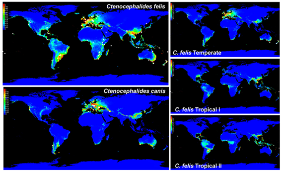 Distribución geográfica del Ctenocephalides canis y Ctenocephalides felis basada en la recolección de especímenes y 19 variables bioclimáticas. Flea distribution