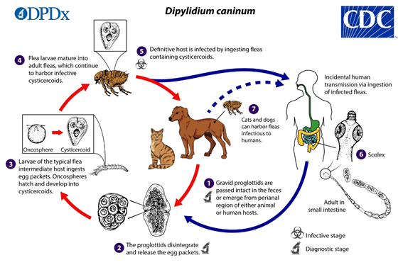 Diphylidium y las pulgas
