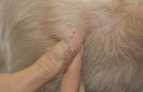 Diagnóstico de Ectoparásitos en Perros y Gatos