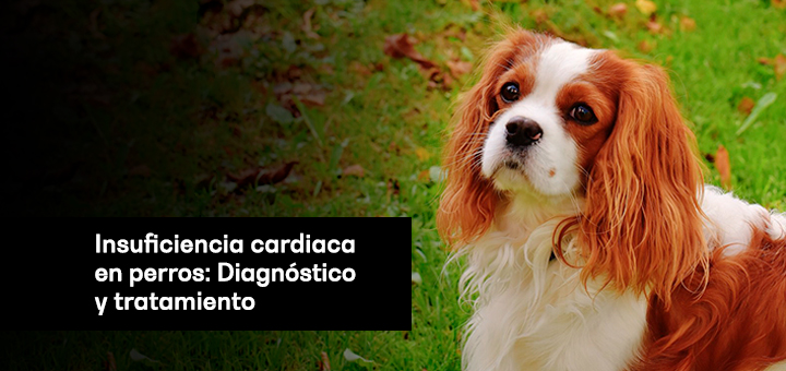 Insuficiencia cardiaca en perros: Diagnóstico y tratamiento