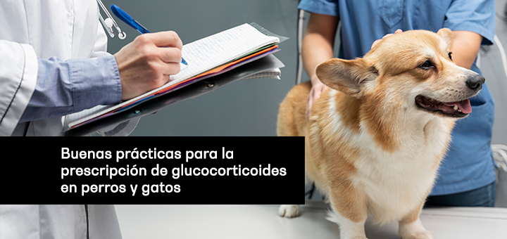 Buenas prácticas para la prescripción de glucocorticoides en perros y gatos
