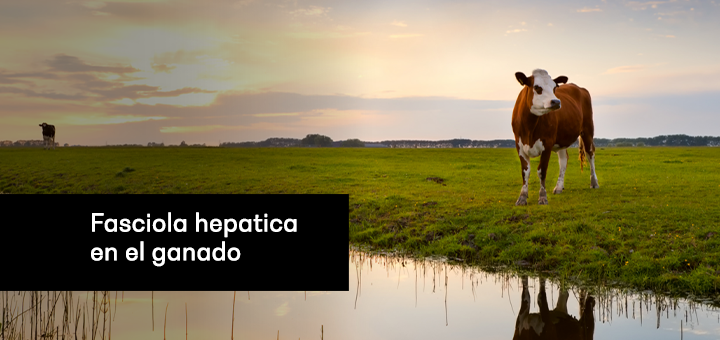 Fasciola hepatica en el ganado