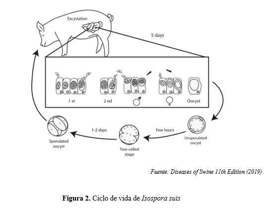 Coccidiosis porcina ciclo de vida