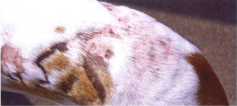 Daño por quemadura en perro con alopecia simétrica