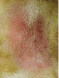 Dermatitis por Malassezia en pliegues del cuello de un Bull Mastiff