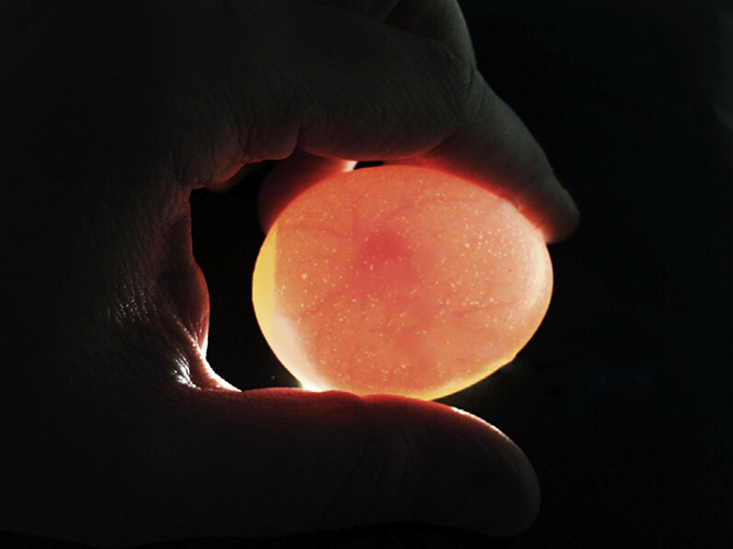visualización de huevos fértiles  por transiluminación con presencia de vasos sanguíneos
