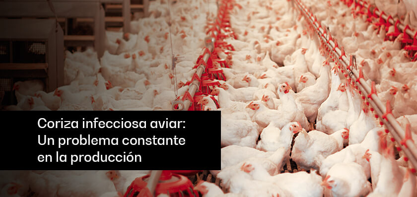 blog-img-Coriza-infecciosa-aviar