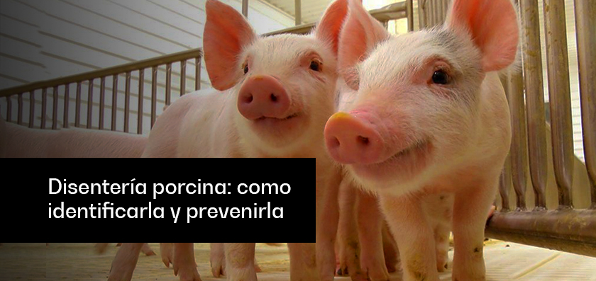 Disentería porcina: como identificarla y prevenirla