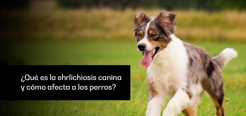 ¿Qué es la ehrlichiosis canina y cómo afecta a los perros?