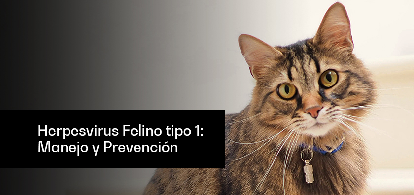 Herpesvirus Felino tipo 1: manejo y prevención