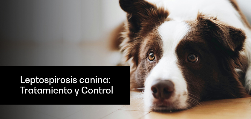 Leptospirosis canina: Tratamiento y Control