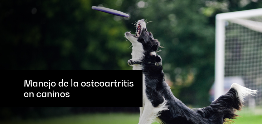 Manejo de la osteoartritis en caninos