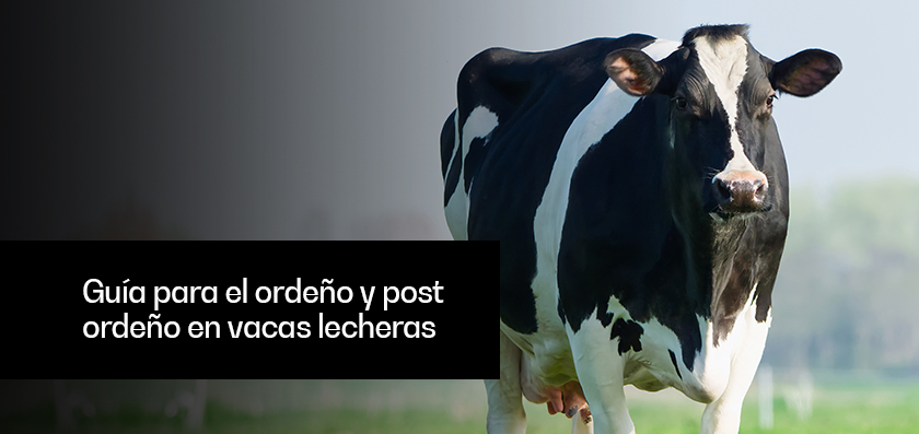 Guía para el ordeño y post ordeño en vacas lecheras